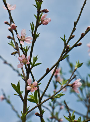 097zrHakka Village Peach Blossom.jpg