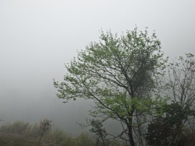 108MountainRd Mist.jpg