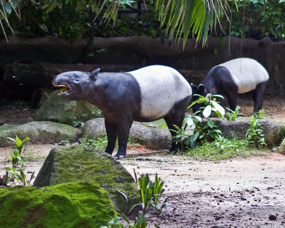 Zoo Malaysian Tapir.jpg