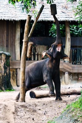 Zoo Elephant.jpg