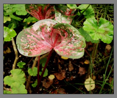 Flower 002.jpeg