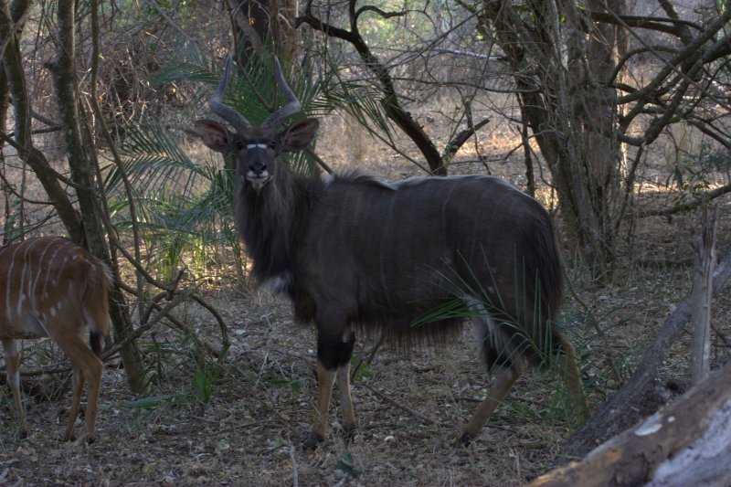 Nyala