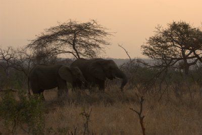 Elephant sunset