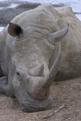 Rhino