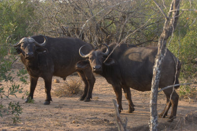 Cape Buffalo