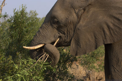 Elephant dinner.