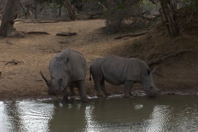 Rhino's drinking