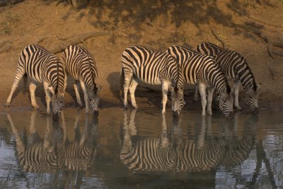 Zebra Reflection