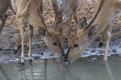 Impala drinkig