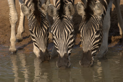 3 Zebra