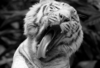 Yawn of a white tiger