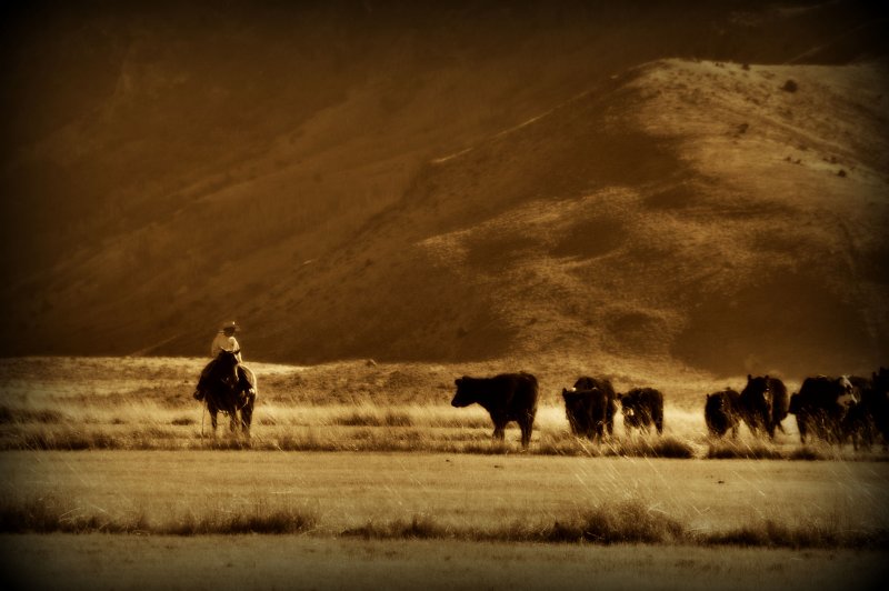Range cattle