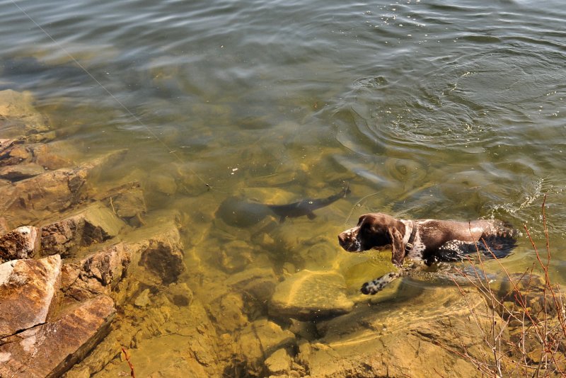 Buster swims with fish