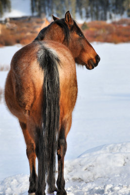 Montana horses ...