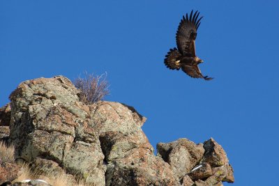 Eagle taking flight