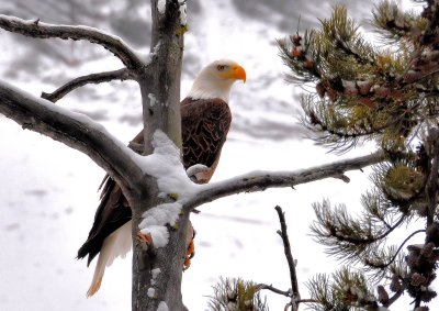 Bald Eagle