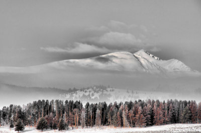 Forest beneath snow peaks