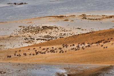 Elk herd