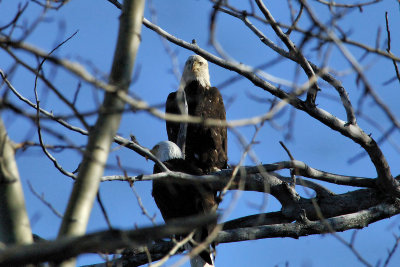 Giving the eagle eye