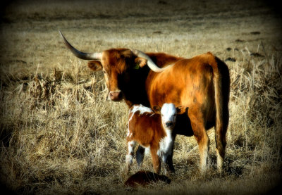 Montana cows