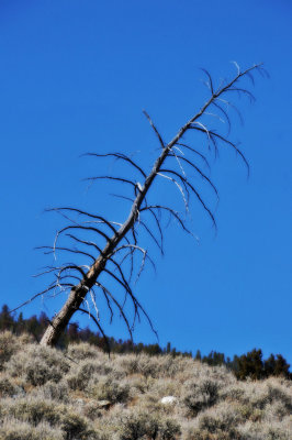 Dead pine