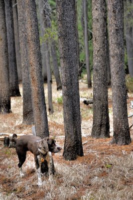 Tree choices