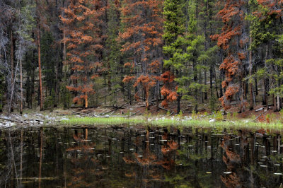 Deep woods reflection