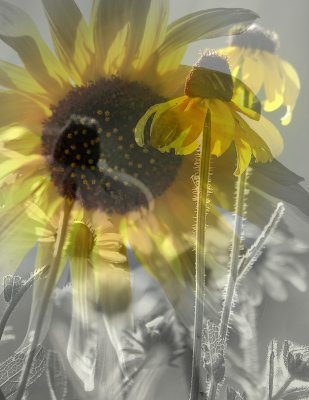 sunflower collage.jpg