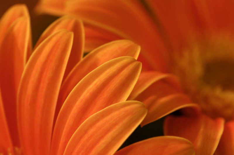 Gerber Daisy IMGP1058.jpg