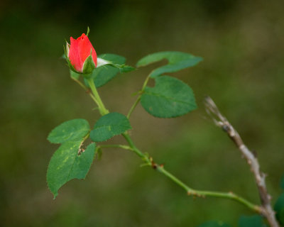 Rose Bud IMGP8564.jpg
