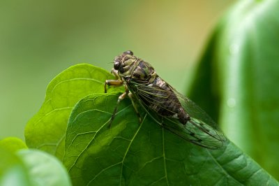 Cicada IMGP8766.jpg