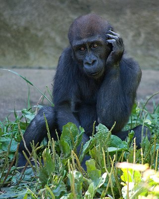 Juvenile Gorilla IMGP8981.jpg