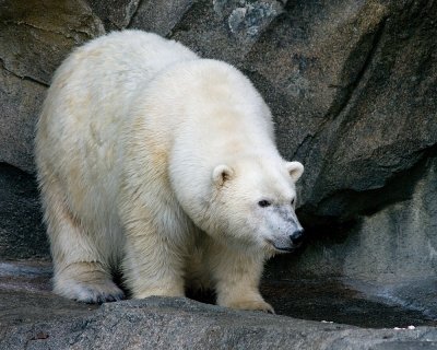 Polar Bear IMGP9029.jpg