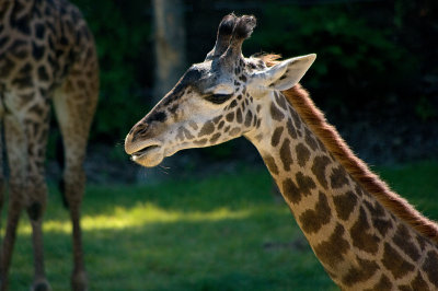 Giraffe IMGP8932.jpg