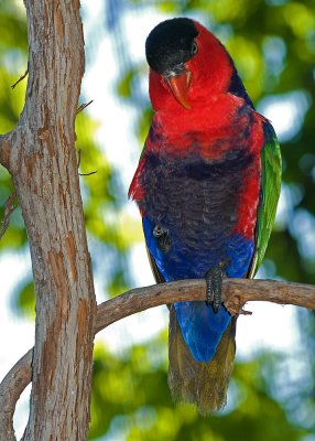 Lorikeet IMGP8951.jpg