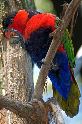 Lorikeet IMGP8952.jpg