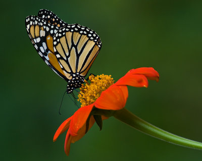 Monarch on Tithonia IMGP9394.jpg
