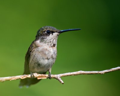 Immature Male IMGP9346.jpg