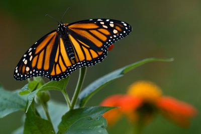 Monarch Butterfly  - Female IMGP9499.jpg
