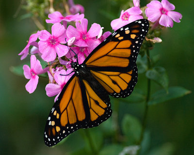 Male Monarch on garden phlox IMGP9534.jpg