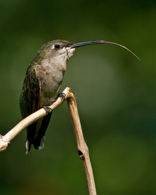 Female Ruby-Throated Hummingbird IMGP9785.jpg