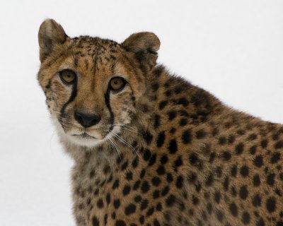 Cheetah IMGP2234.jpg