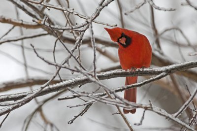Male Northern Cardinal IMGP2459.jpg