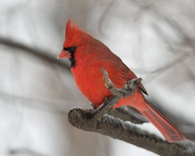 Male Cardinal IMGP2423.jpg