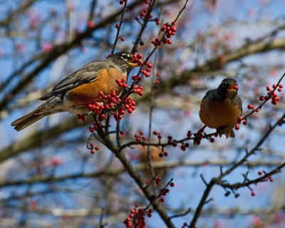 Robins IMGP2898.jpg