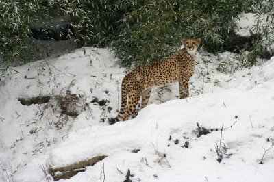 Cheetah IMGP2641.jpg