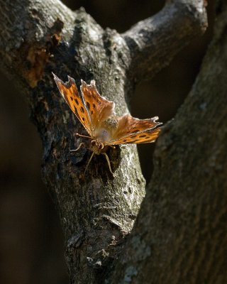 Comma Feeding on tree sap IMGP4109a.jpg