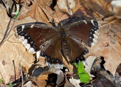 Mourning Cloak IMGP4024a.jpg