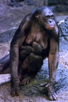 Bonobos IMGP4470a.jpg