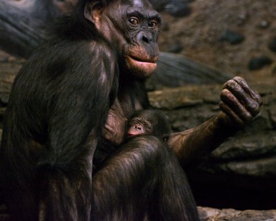 Bonobos IMGP4405a.jpg